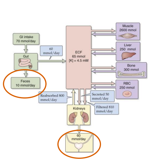 <p>- Diuretics, excessive vomiting, diarrhoea</p><p>CAUSES:</p><p>- extensive burns</p><p>- large infusions or intravenous saline</p><p>EFFECTS:</p><p>- muscle weakness</p><p>- heart arrhythmia</p><p>POTASSIUM WASTING CAN OCCUR WHERE ECF [NA+] IS HIGH:</p><p>- Na+ loss achieved by increased glomerular flow rate</p><p>- Adversely affects K+ reabsorption in the kidney</p>