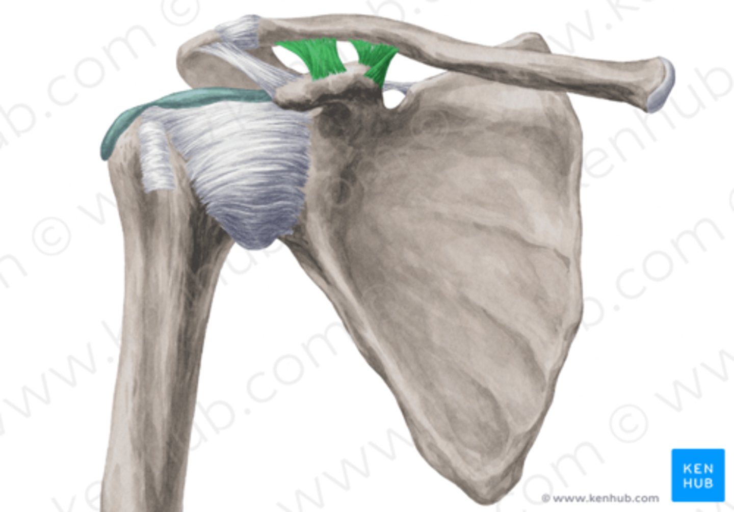 <p>connects the clavicle to the coracoid process</p>