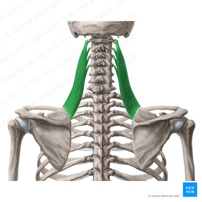 this muscle’s actions are ___