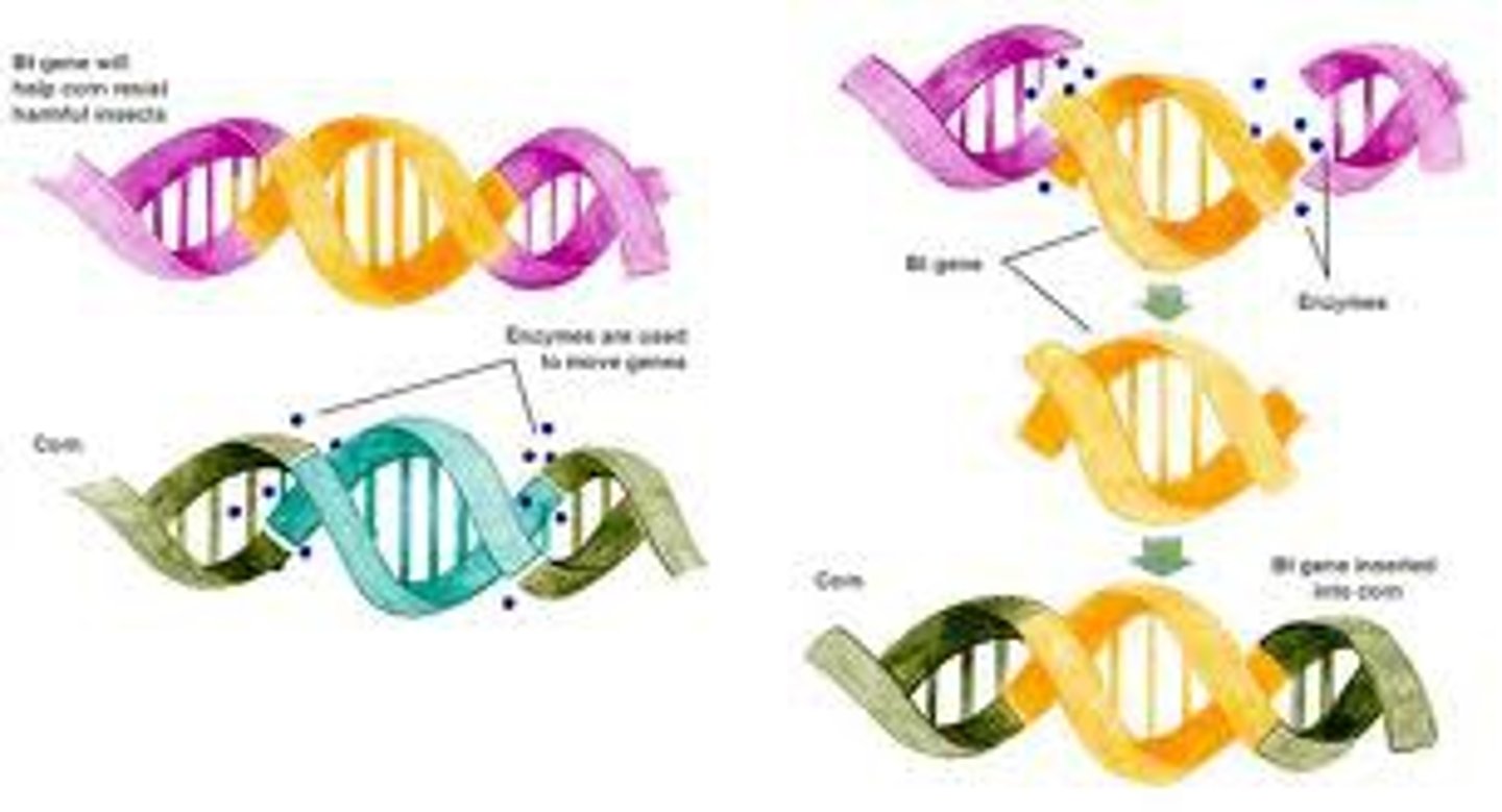 <p>Changing the genetics, in modern times, referring to inserting genes from one species into another.</p>