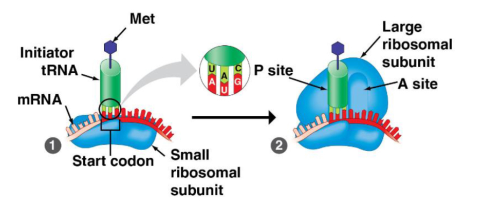 <ul><li><p>mRNA attaches to 40s subunit of ribosome and in response to AUG(Met)</p></li><li><p>an initiator tRNA containing the appropriate anticodon attaches which allows a complete</p></li><li><p>functional ribosome to be formed (joins w/ 40s subunit + mRNA) as the initiator tRNA is positioned in the “P site” of the 60s subunit of ribosome</p></li></ul><p></p>