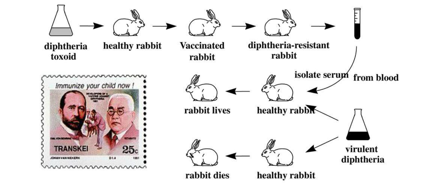 <p>→ protective substances appeared in <strong>serum</strong></p><p>→ immunity could be passively acquired </p>