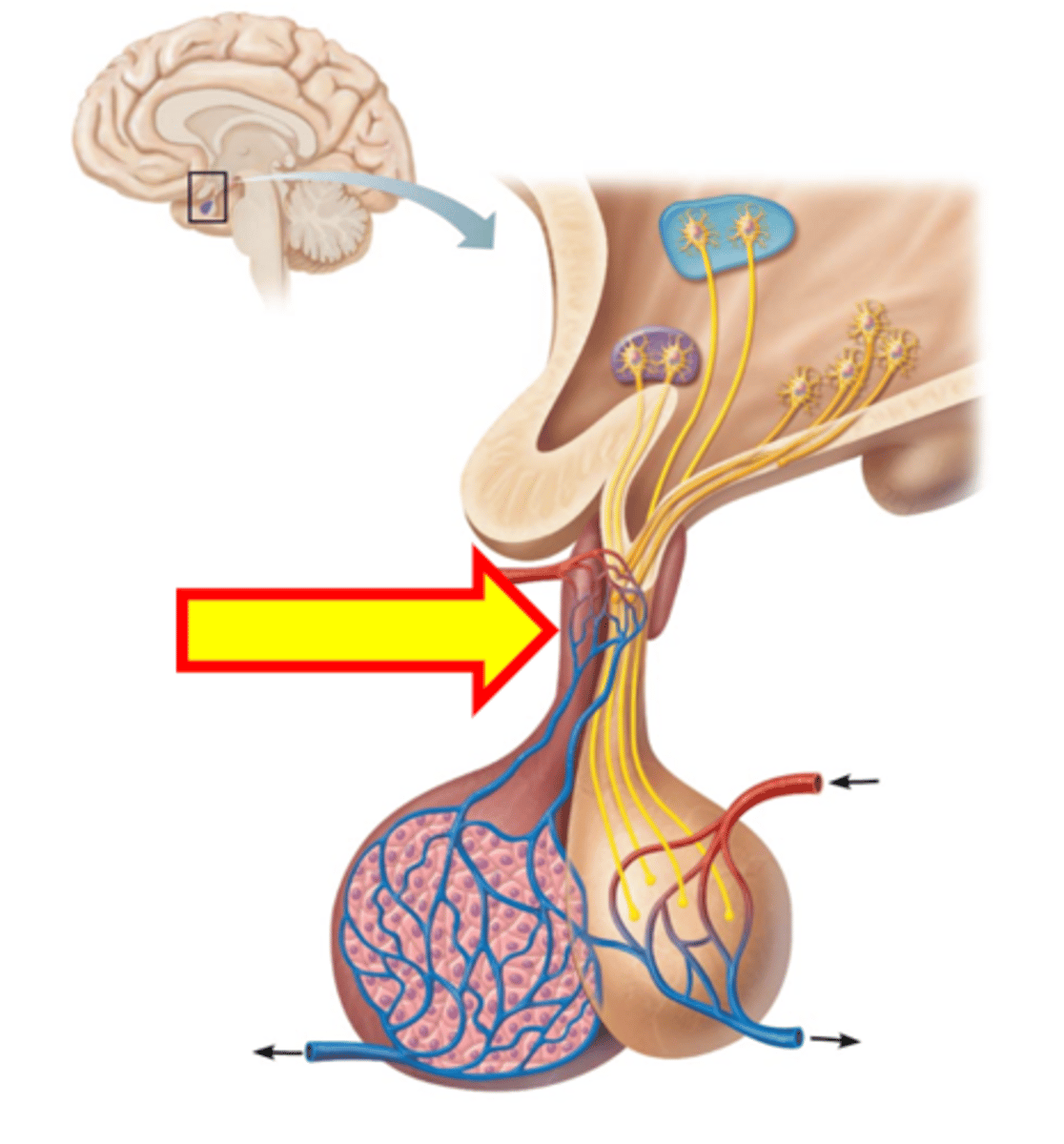 <p>Name the structure.</p>