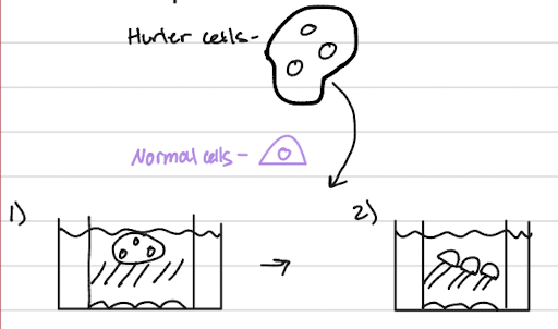 <ul><li><p>caused by a defect in the alpha-L-iduronidase enzyme, leading to the accumulation of waste inside cells</p></li><li><p>using a co-cell culture experiment:</p><ul><li><p>when defective <strong>Hurler cells</strong> are grown in the same dish as normal cells</p></li><li><p>the normal cells release the missing functional enzyme into the surrounding fluid</p></li><li><p>then taken up by the Hurler cells, thereby "correcting the Hurler cell" and clearing the accumulated waste</p></li></ul></li><li><p>relates to the existence of treatments like Aldurazyme, a form of enzyme replacement therapy</p></li></ul><p></p>