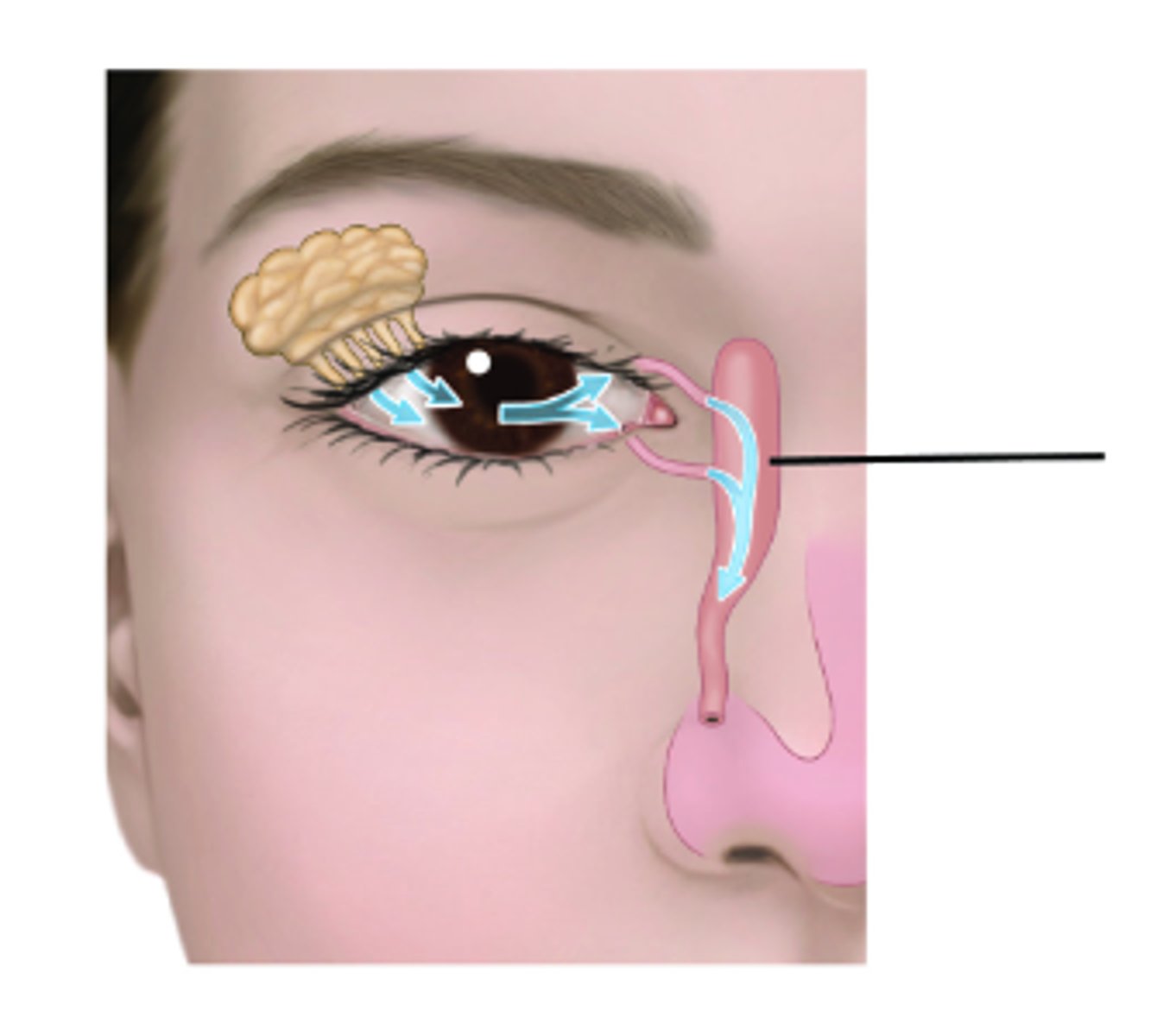 <p>Identify structure.</p>