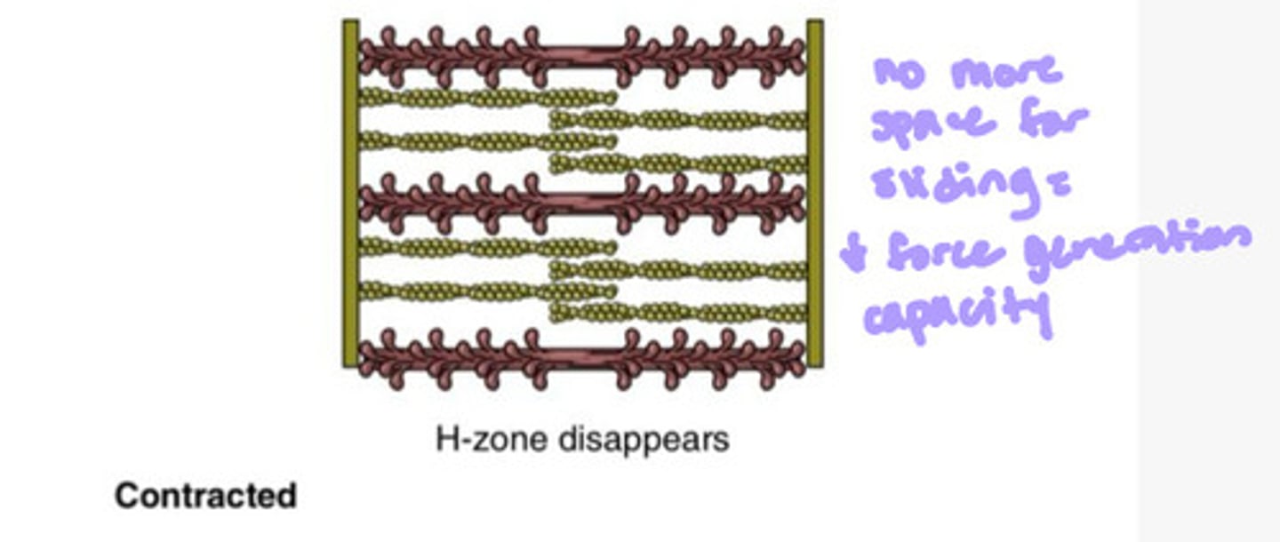 <p>due to reduced actin and myosin cross bridge alignment from maximally shortened position; the actin overlaps and the myosin runs into Z-lines</p>