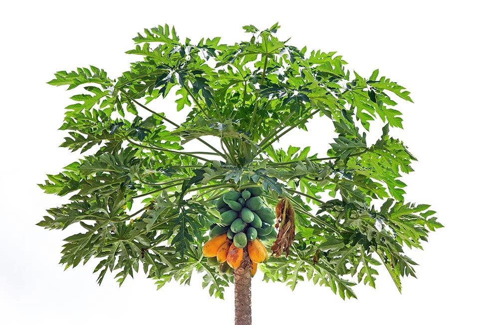 <p>Biological Origin: <strong><em>Carica papaya </em>L. (Caricaceae)</strong></p><p>Common Name: <strong>Papaya</strong></p><p>Part used: <strong>Leaf</strong></p><p>Medicinal use:</p><ul><li><p><strong><u>Laxative</u></strong></p></li></ul><p>Secondary metabolites:</p><ul><li><p><strong><u>Papain (gives the mahapdi sa papaya)</u></strong></p></li></ul>