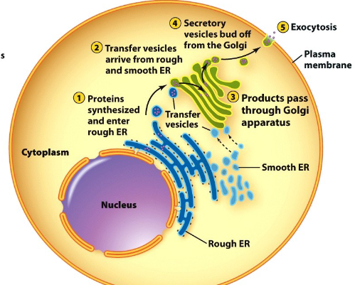 <p>A series of multiple organelles that direct newly made proteins to their proper destinations. Made up of the ER &amp; Golgi apparatus.&nbsp;</p>