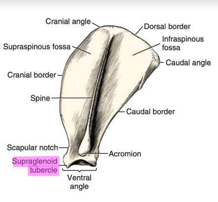 <p>• Process near the cranial aspect of glenoid cavity for the attachment of biceps brachii muscle.</p>