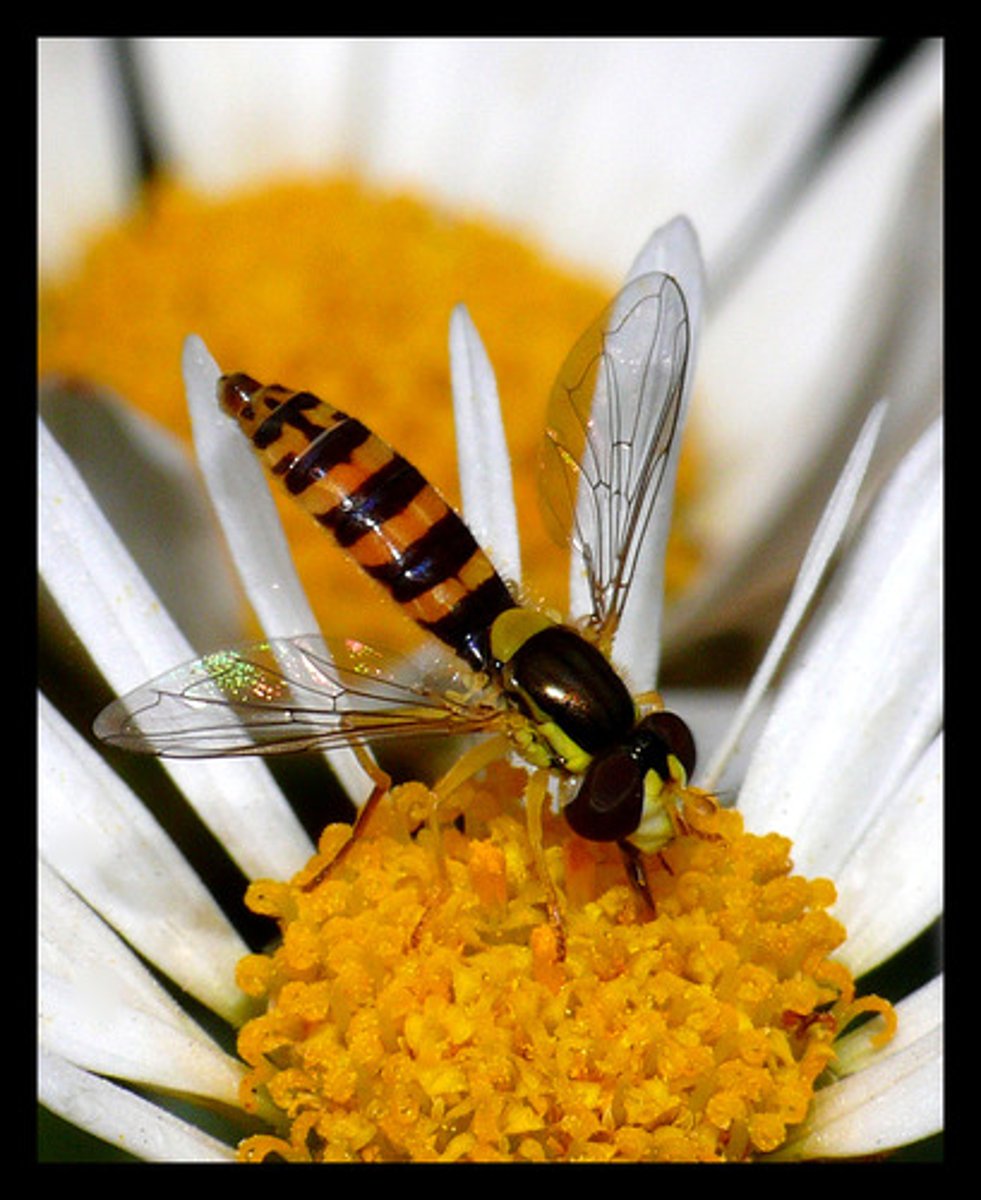 <p>a sweet liquid found in flowers that insects and birds eat</p>