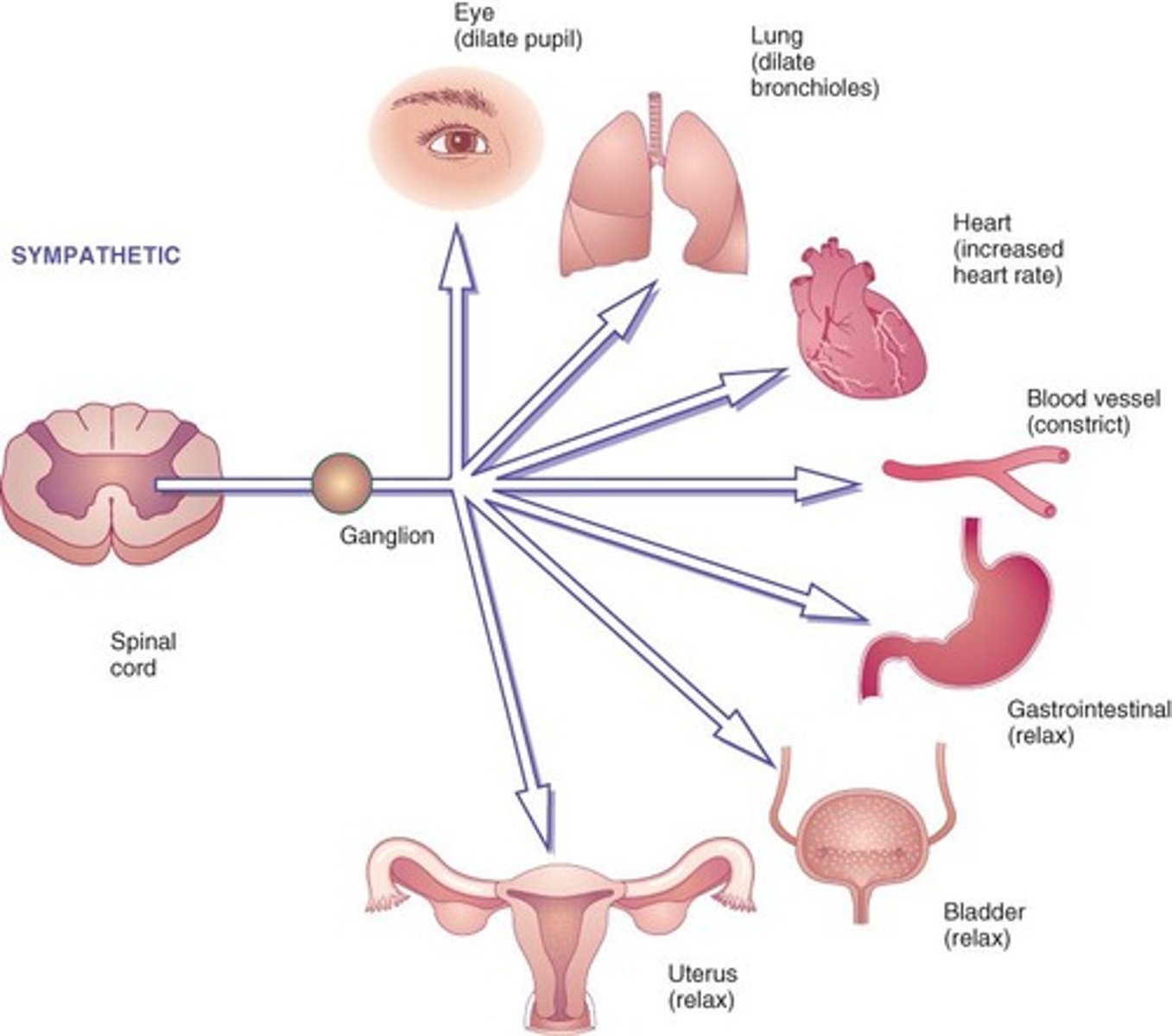 <p>They stimulate adrenergic pathways, triggering the fight or flight response.</p>