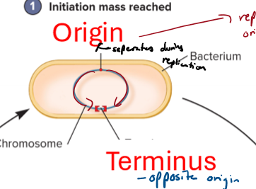 <ul><li><p>origin: where chromosomal replication begins</p></li><li><p>terminus: where chromosomal replicating ends; opposite origin</p></li></ul><p></p>