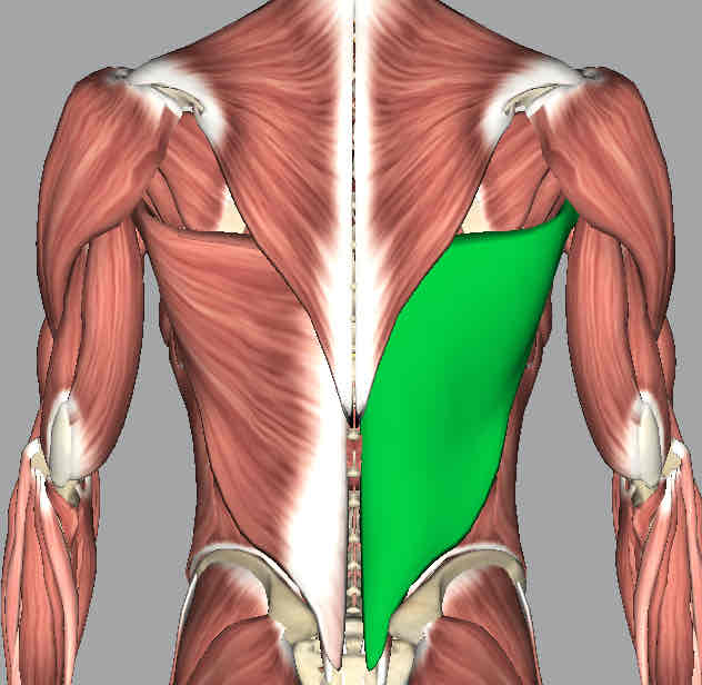 <p>Muscle that adducts, extends, and medially rotates the humerus.</p>