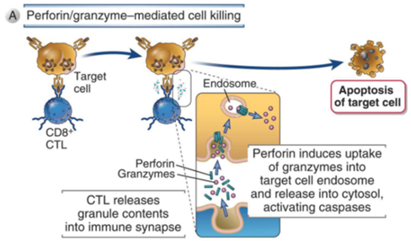 <p>induce apoptosis</p>