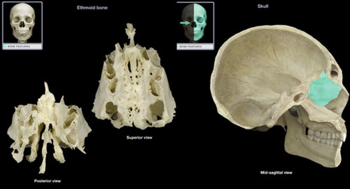 <p>Cranial Bones</p>