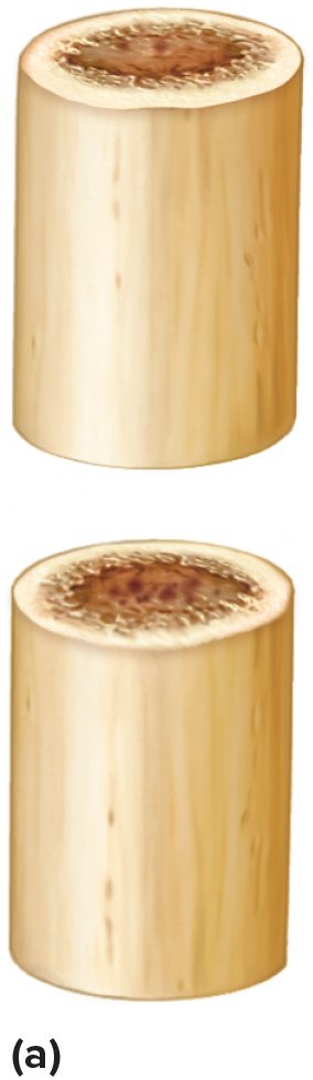 <p>A cut across a cylindrical structure.</p>