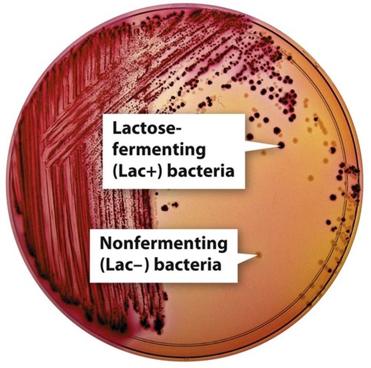 <p>Selective and differential medium for gram-negative bacteria.</p>