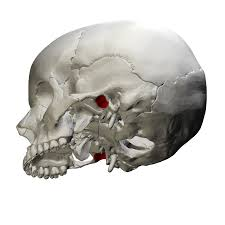<p>name this bone or bone marking?</p>