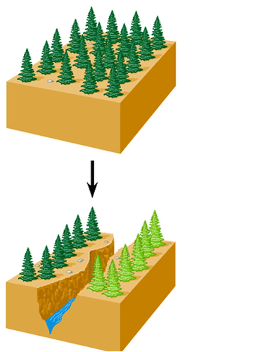 <p>formation of 2 different species from 1 original species due to geographical isolation</p>
