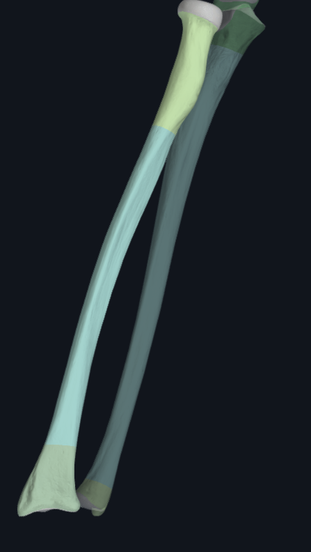 <p>Head and Neck</p><p>Radial Tuberosity</p><p>Styloid Process</p><p>Ulnar Notch of the Radius</p>