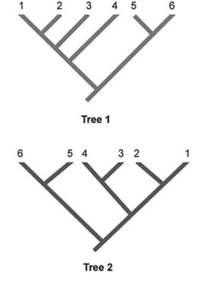In the phylogenetic trees shown, each number represents a unique species of organisms. Which two species are represented as sister taxa in Tree 2 but are NOT represented as sister taxa in Tree 1?

A. 1 and 2

B. 2 and 3

C. 3 and 4

D. 4 and 5