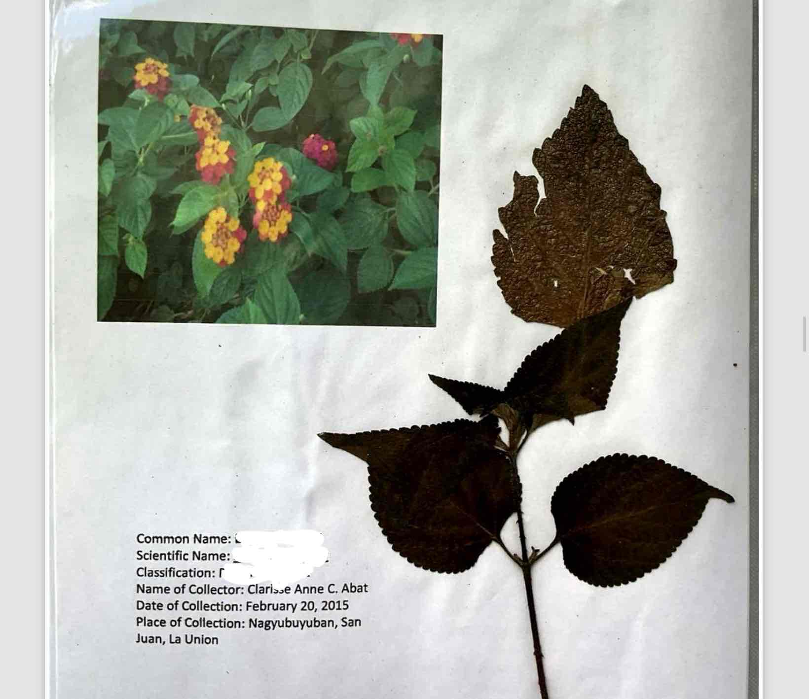 term image