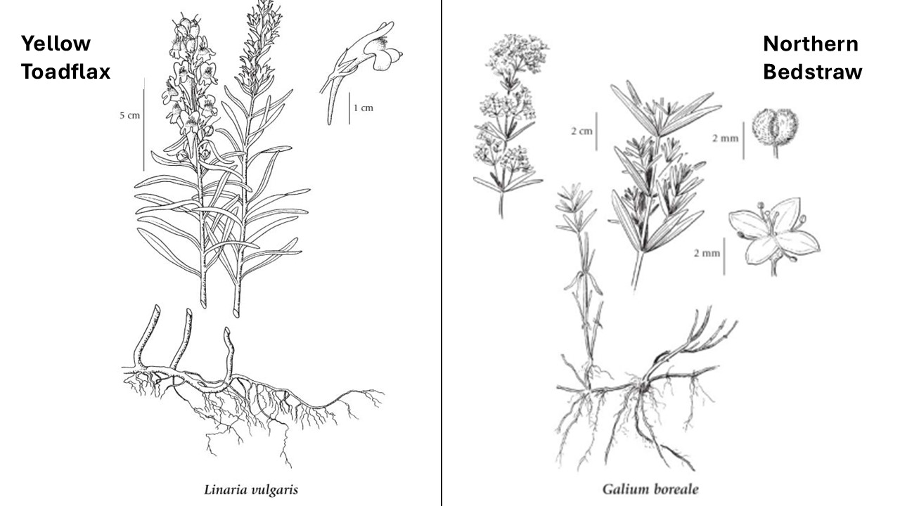 <p>Yellow Toadflax</p><p>Stem</p><ul><li><p>round</p></li></ul><p>Leaves</p><ul><li><p>alternate</p></li></ul><p>Excretion</p><ul><li><p>milky juice when leaves or stem cut</p></li></ul><p></p><p>Northern Bedstraw</p><p>Stem</p><ul><li><p>square</p></li></ul><p>Leaves</p><ul><li><p>four leaves in a whorl</p></li></ul><p></p>