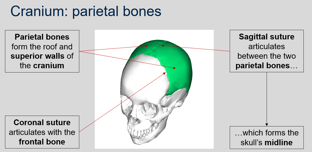 <p>The parietal bones form the roof and superior walls of the cranium.</p>