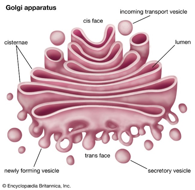 <p>It can accept vesicles from ER to modify the membrane and further process products before it’s distributed throughout the cell.</p>