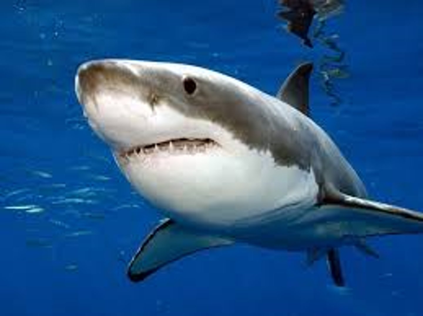 <p>White Shark</p>