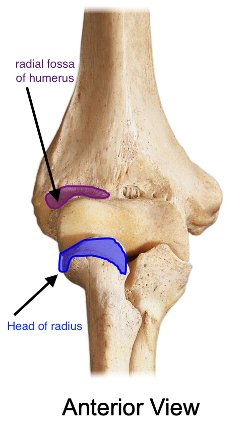 <p>radial fossa of the humerus when the elbow is fixed </p>