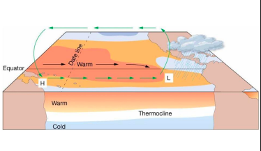* Walker Cell Circulation disrupted


* High pressure in eastern Pacific weakens
* Weaker trade winds
* Warm pool migrates eastward
* Thermocline deeper in eastern Pacific
* Downwelling
* Lower biological productivity → Peruvian fishing suffers