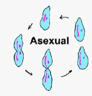 <ul><li><p>Requires only 1 parent</p></li><li><p>Offspring have 100% the same chromosomes as the parent</p></li><li><p>Clones</p></li><li><p>Most unicellular organisms reproduce this way</p></li><li><p>Mitosis</p></li></ul>