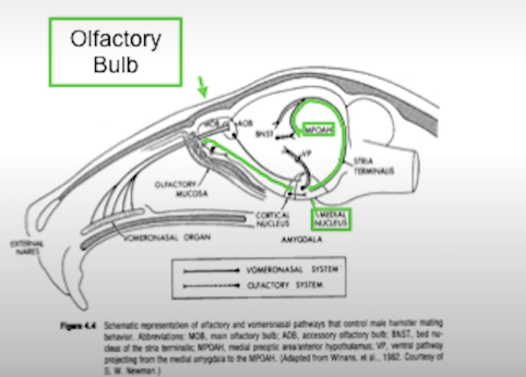<p>Preoptic area</p>