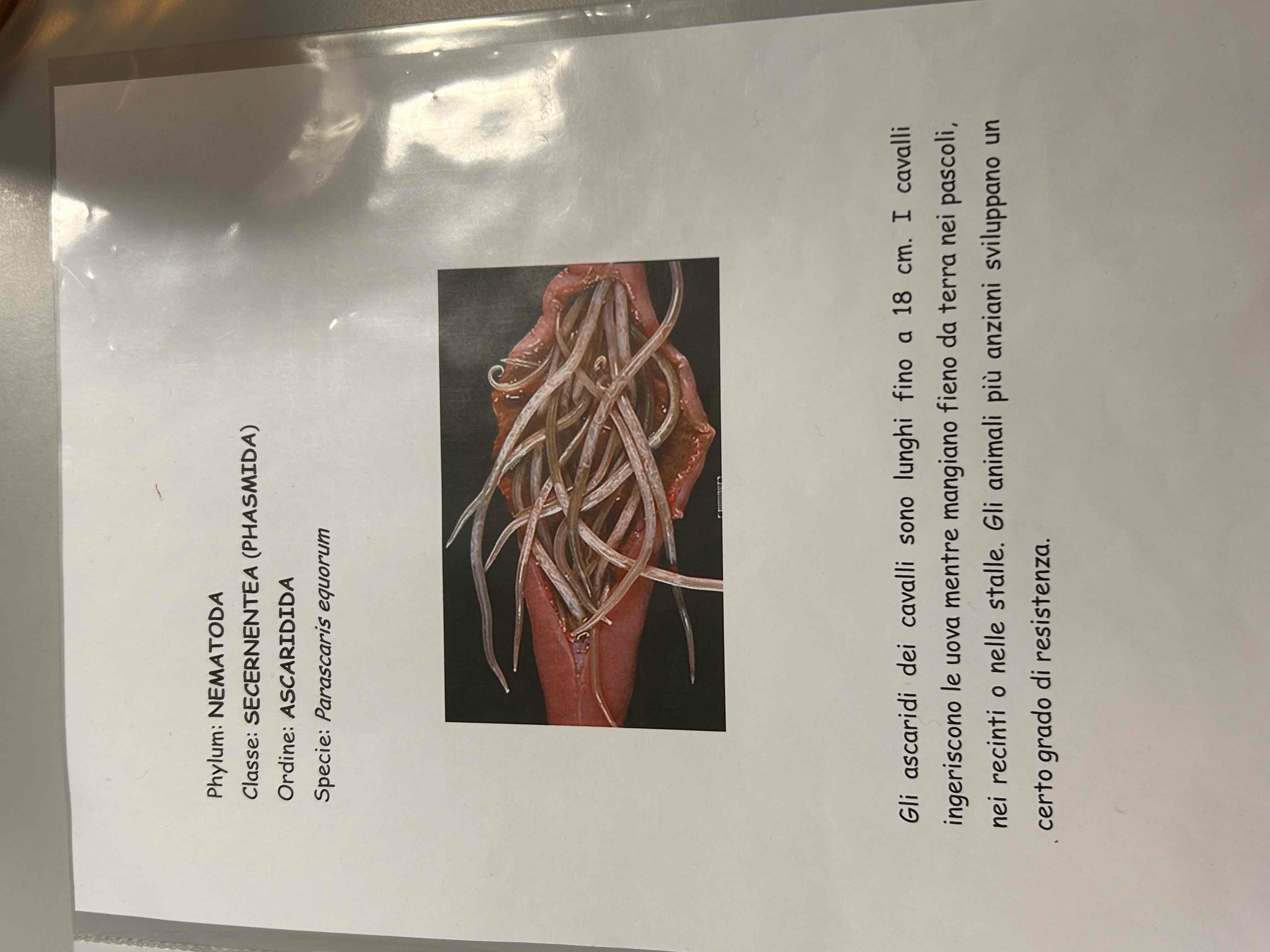 <p>Parascaris equorum</p>