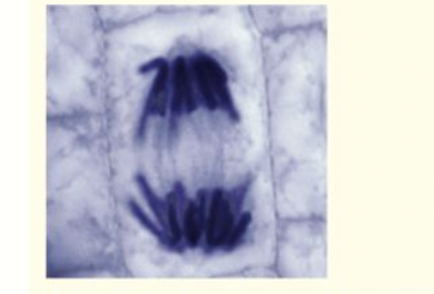 <ol><li><p>the centromeres holding together the pairs of chromatids in each chromosome divide during anaphase</p></li><li><p>the chromatids are separated - pulled to opposite poles of the cell by the shortening spindle fibres</p></li><li><p>the characteristic v shape of the chromatids moving towards the poles is a result go them being dragged by their centromeres through the liquid cytosol. </p></li></ol>