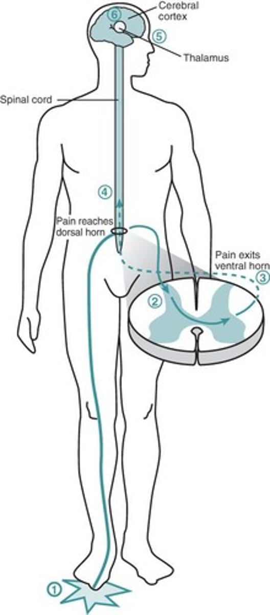 <p>Injury site to dorsal horn via electro-chemical impulse (1st)</p><p>up spinal cord to thalamus where heat, cold, touch, and pain first become conscious (2nd)</p><p>then to cerebral cortex where the exact location and intensity of the pain are determined, person orally or physically expresses discomfort (3rd)</p><p>like a relay</p>