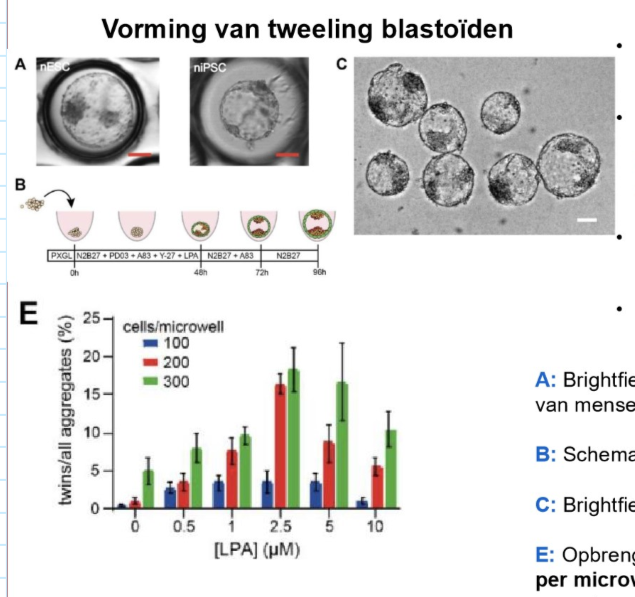 <ul><li><p>¾ van identieke tweelingen deelt eenzelfde placenta tijdens zwangerschap</p></li><li><p>wetenschappers van MERLN-instituut van Universiteit Maastricht &amp; van Maastricht UMC → hebben embryostructuur van een menselijke eeneiige tweeling gemaakt uit stamcellen, zonder eicel of spermacel te gebruiken</p><ul><li><p>wetenschappers zien dus voor het eerste hoe tweeling wordt gevormd → was tot nu toe onduidelijk maar vinding werpt daar licht op</p></li></ul></li></ul><p>A) Brightfield-afbeelding van tweeling blastoïde gegenereerd in microwellen van menselijke naïeve embryonale cel lijnen</p><p>B) schematische weergave van tweelingsvormingsproces</p><p>C) Brightfield-afbeelding van representatieve set tweeling blastoïden</p><p>E) opbrengst van tweeling blastoïden gemeten als percentage blastoïden per microwell bij verschillende concentraties van lysophosphatidic acid &amp; met verschillende start cel zaai dichtheden</p><p>→ synthetische embryo uit stamcellen blijkt voldoende werkelijkheidsgetrouw te zijn om bruikbare effectieve kennis over biologische embryo’s te verhogen</p><ul><li><p>huidige onderzoek richt zich op praktische toepassingen: verhoogt kennis over miskramen &amp; onvruchtbaarheid en kan helpen bij succesvolle vervulling van kinderwens of juist bij verbeterde contraceptie</p></li><li><p>tweelingzwangerschappen gaan vaker gepaard met complicaties die ontstaan tijdens vroege innesteling → kunnen nu in kaart worden gebracht &amp; mogelijk worden voorkomen of behandeld</p></li><li><p>techniek zoomt in op ontstaan, diagnose, behandeling &amp; voorkomen van talloze (vroege) menselijke ziektebeelden</p></li></ul><p></p>