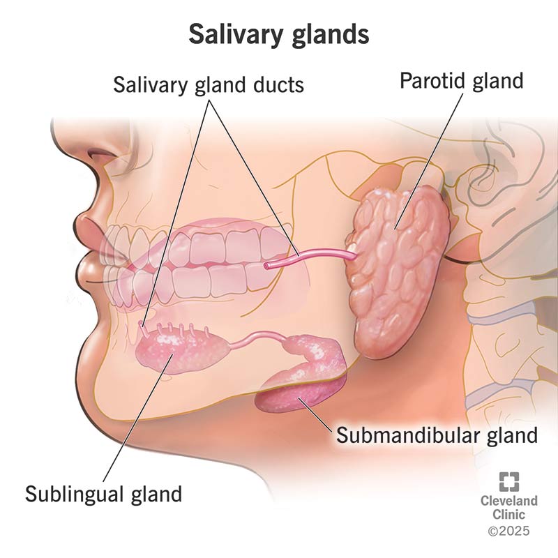 <p>Smallest salivary gland of the 3 producing 10% of saliva. Consists of mostly mucous cells with a few serous cells.</p><p>Location:</p><ul><li><p>Anterior floor of the mouth next to mandibular canines</p></li></ul><p>Secretion:</p><ul><li><p>Thickest secretions due to the mucous cells</p></li></ul><p></p>