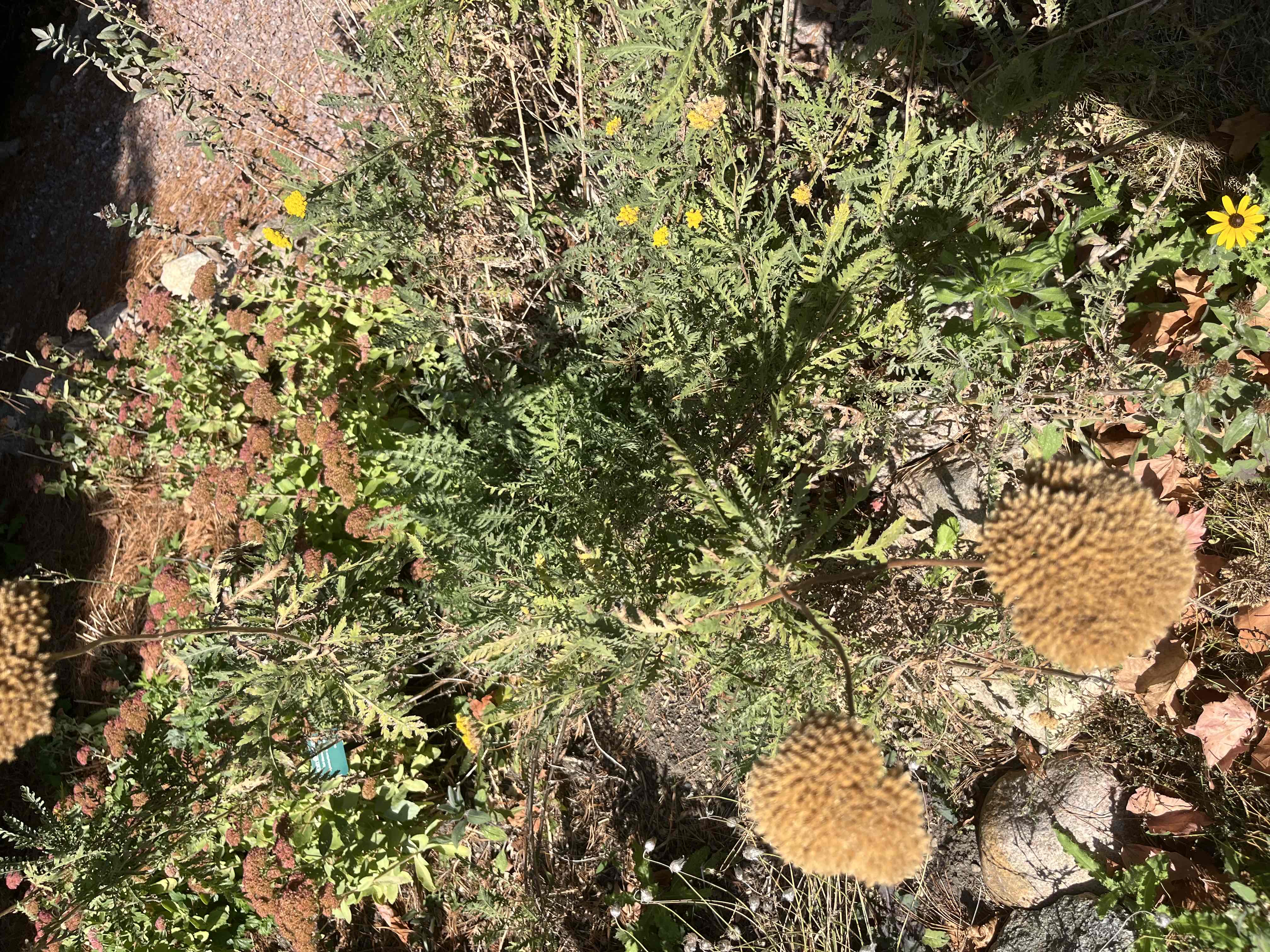 <p><span>Achillea filipendulina</span></p><p><span>Fernleaf Yarrow</span></p>