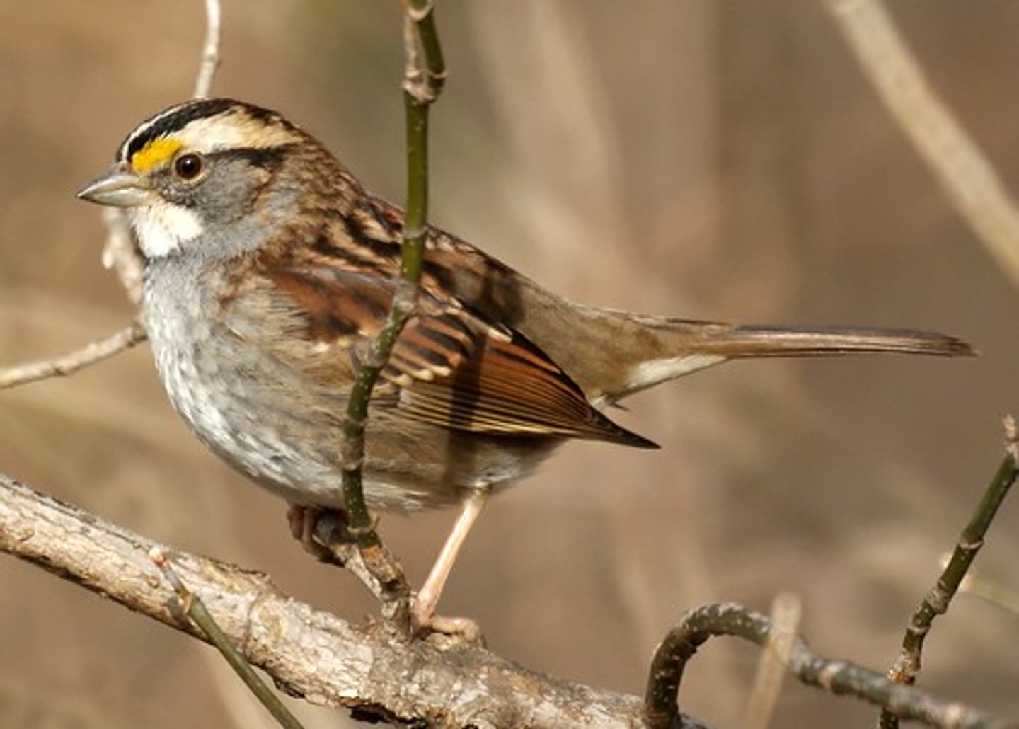<p>Passeriformes</p><p>Passerellidae</p>