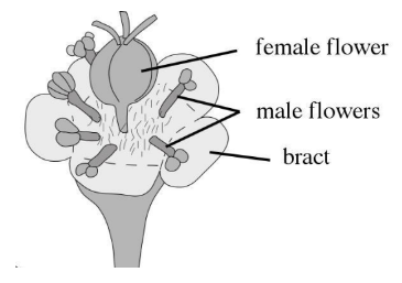 <p>An inflorescence bearing small, unisexual flowers and subtended by an involucre (frequently with petaloid glands), the entire inflorescence resembling a single flower</p><p></p>