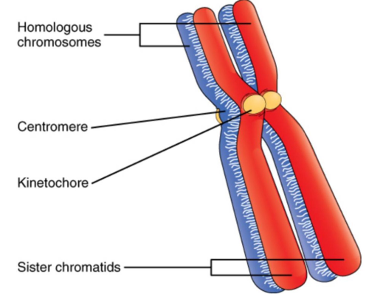 <p>Chromatin is duplicated, forming a pair of chromatids and condenses into chromosomes for cell division.</p>