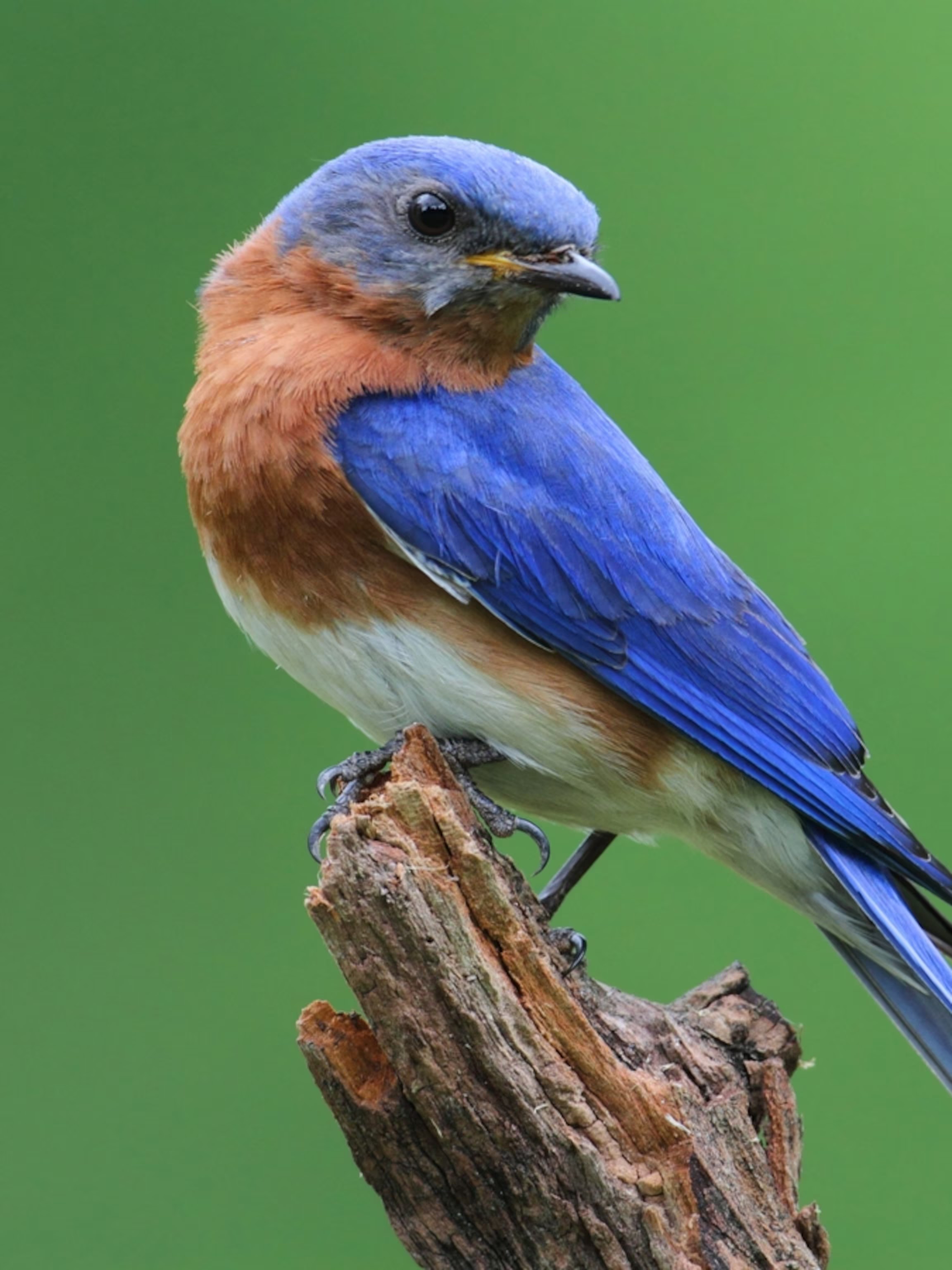 <p>What bird is this?</p>
