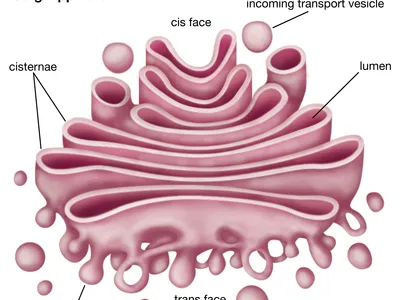 <p>Consist out of a stack of membranes called cisternae Membranes pinch off to form vesicles that contain proteins and lipids</p>