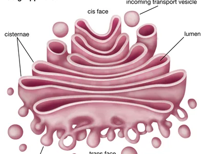 Consist out of a stack of membranes called cisternae
Membranes pinch off to form vesicles that contain proteins and lipids
