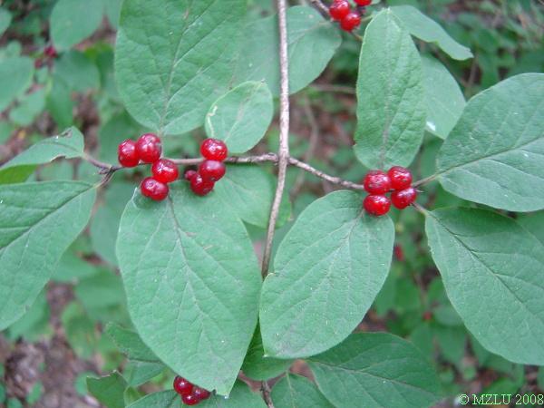 <p><em>Lonicera xylosteum</em></p>
