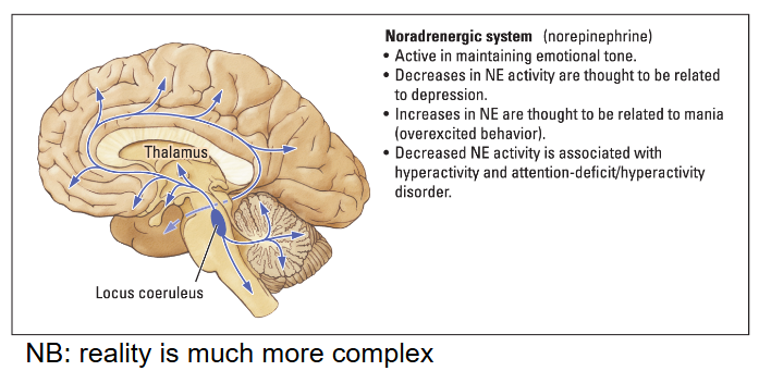 <ul><li><p>Located in the <em>Iocus coeruleus</em>.</p></li><li><p>Norepinephrine regulates emotional tone (mood).</p></li><li><p>An abundancy is linked to Mania (overexcited behavior).</p></li><li><p>An insufficiency is linked to Depression, ADHD</p></li></ul><p></p>
