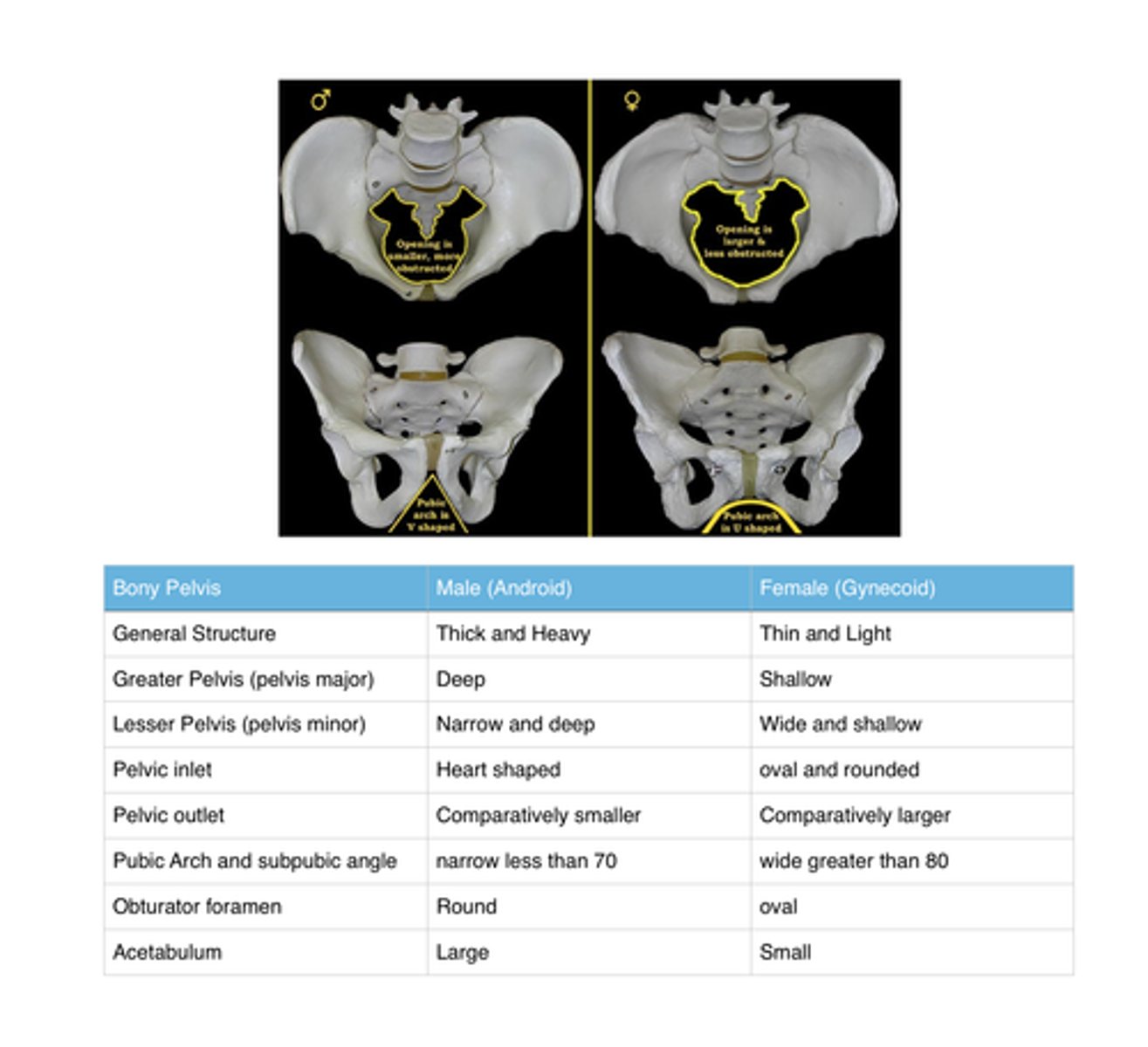 <p>- Pubic arch is wider in females</p>