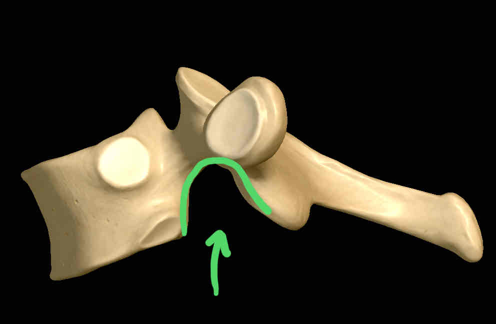 <p>Name this structure </p>